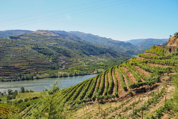 What Food To Pair With Port Wine