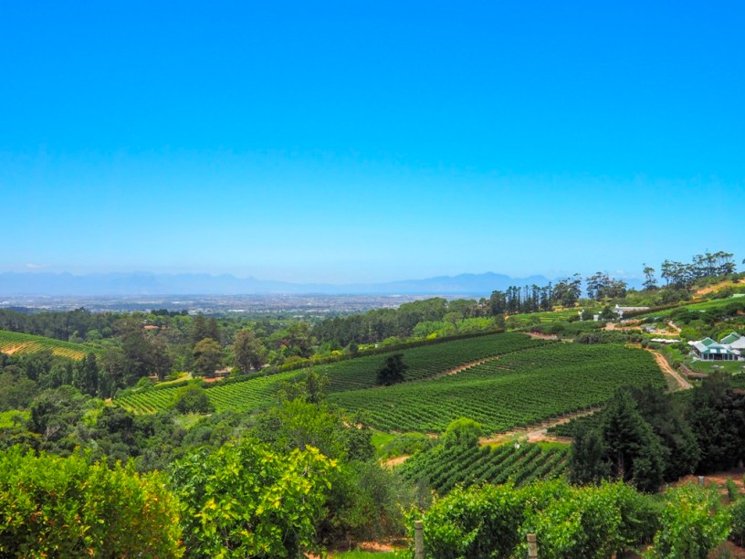 Happy Birthday, South Africa Wine!